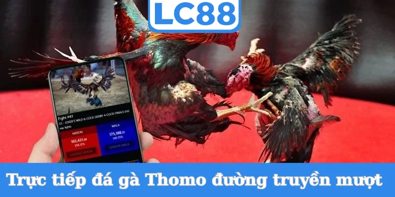 truc-tiep-da-ga-thomo-duong-truyen-muot